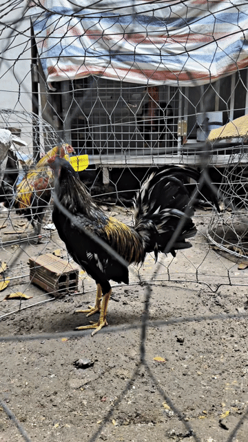Gà nọc butcher. Mua bán Gà tại Thành phố Thủ Dầu Một Bình Dương được đăng bởi Công Trình hình 1