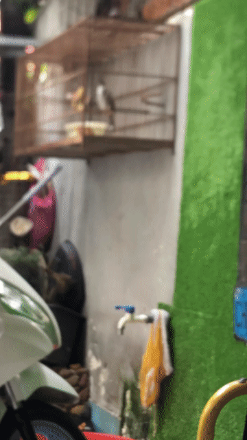 Chim chào mào đực 3 mùa. Mua bán Chim tại Quận Gò Vấp Tp Hồ Chí Minh được đăng bởi Hải hình 1