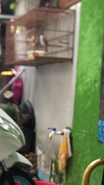 Chim chào mào đực 3 mùa. Mua bán Chim tại Quận Gò Vấp Tp Hồ Chí Minh được đăng bởi Hải hình 1