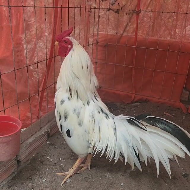 Thái Mỹ 2,6kg. Mua bán Gà tại Huyện Thoại Sơn An Giang được đăng bởi Nguyễn Phước Thịnh hình 1