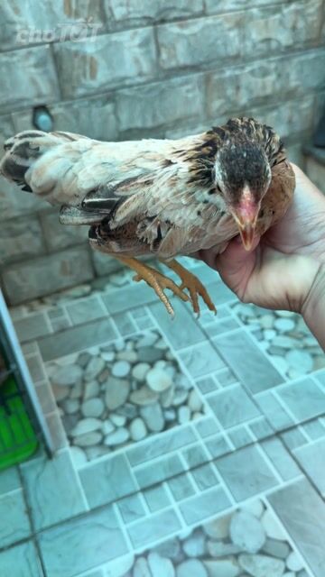Gà con Nâu trắng trống mái. Mua bán Gà tại Huyện Nhà Bè Tp Hồ Chí Minh được đăng bởi LÊ VĂN GIÀU hình 1