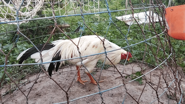 Bướm 2.9kg tam tài . Mua bán Gà tại Huyện Châu Phú An Giang được đăng bởi Nam Phan hình 1