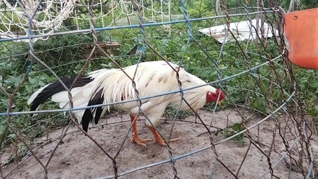 Bướm 2.9kg tam tài . Mua bán Gà tại Huyện Châu Phú An Giang được đăng bởi Nam Phan hình 1