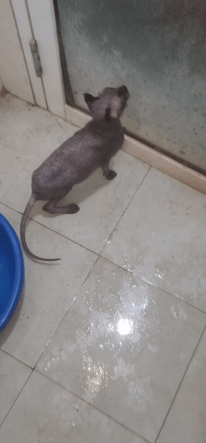 Mèo Sphynx không lông màu Xám. Mua bán Mèo tại Huyện Thường Tín Hà Nội được đăng bởi ok hình 1