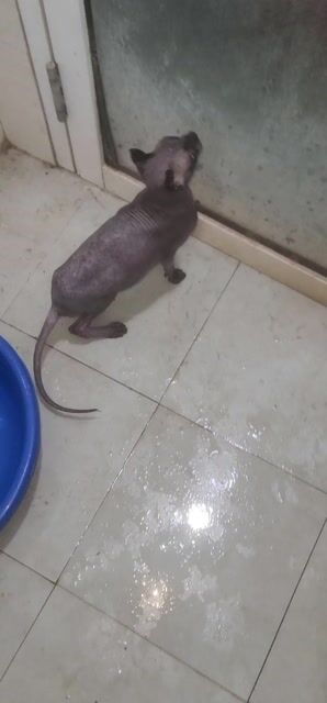 Mèo Sphynx không lông màu Xám. Mua bán Mèo tại Huyện Thường Tín Hà Nội được đăng bởi ok hình 1