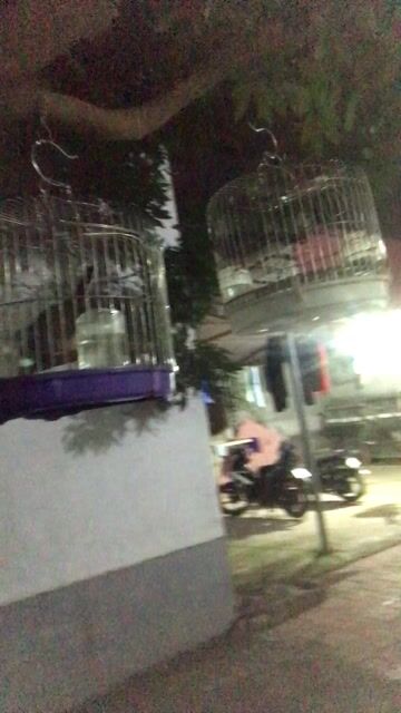 Chim Bồ câu non. Mua bán Chim tại Huyện Đông Anh Hà Nội được đăng bởi Duy Hưng hình 1