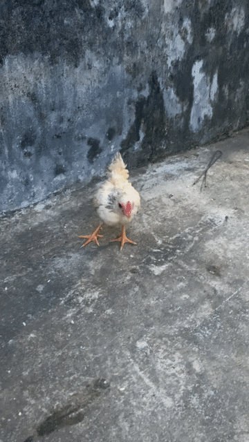 Gà Bắc cộc choai Trắng đốm. Mua bán Gà tại Huyện Vũ Thư Thái Bình được đăng bởi Ngoc tân hình 1