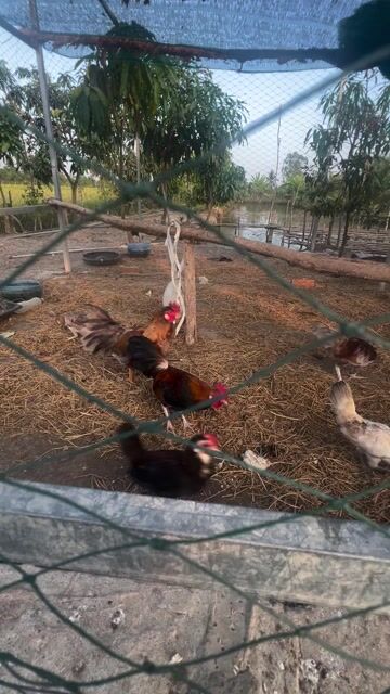 Gà Tre Thái cả trống và mái 6con lớn. Mua bán Gà tại Huyện Thủ Thừa Long An được đăng bởi SANG hình 1