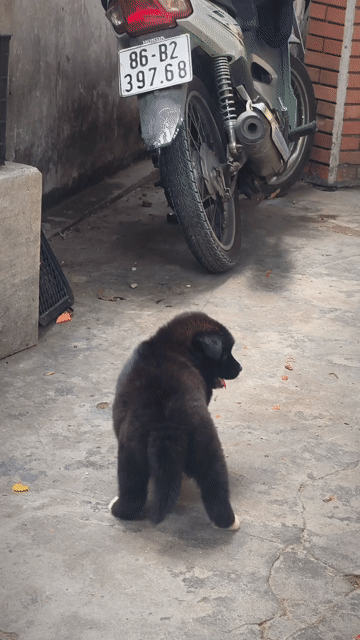 Chó Gấu Bắc Hà Đẹp Tứ Túc Hoa Mai Thạch Sùng Cổ. Mua bán Chó tại Quận Gò Vấp Tp Hồ Chí Minh được đăng bởi Shop SH Và Chó Cộc Sài Gòn hình 1