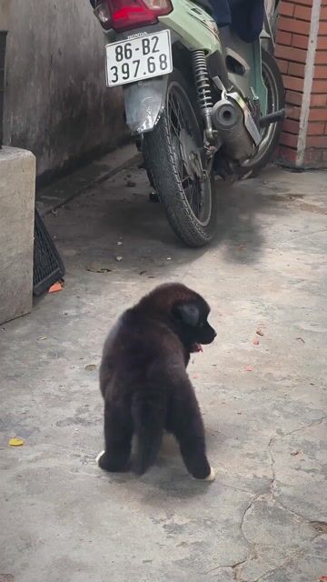 Chó Gấu Bắc Hà Đẹp Tứ Túc Hoa Mai Thạch Sùng Cổ. Mua bán Chó tại Quận Gò Vấp Tp Hồ Chí Minh được đăng bởi Shop SH Và Chó Cộc Sài Gòn hình 1