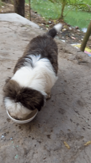 Chó Poodle lai Corgi con. Mua bán Chó tại Thành phố Bến Tre Bến Tre được đăng bởi Ánh Ngọc hình 1