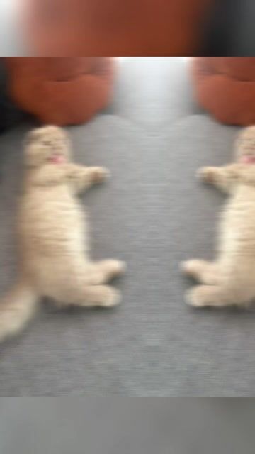 Mèo Tai cụp. Mua bán Mèo tại Huyện Bến Lức Long An được đăng bởi 阮如意 hình 1