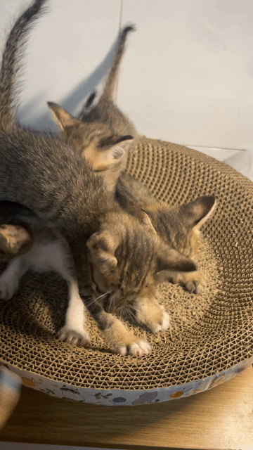 Mèo con 2 tháng tuổi. Mua bán Mèo tại Thành phố Thủ Đức Tp Hồ Chí Minh được đăng bởi Trúc Ly hình 1