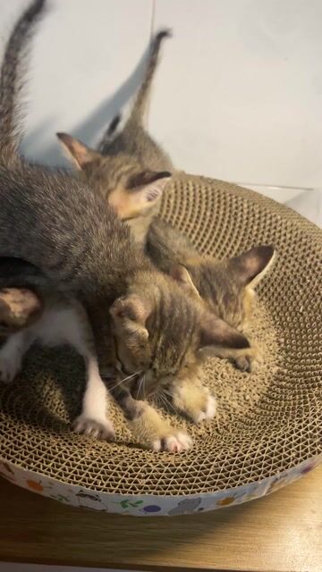 Mèo con 2 tháng tuổi. Mua bán Mèo tại Thành phố Thủ Đức Tp Hồ Chí Minh được đăng bởi Trúc Ly hình 1