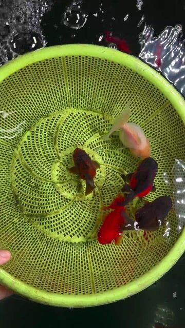 Cá cảnh Oranda Hoa Lan 3.5-4n. Mua bán Thú cưng khác tại Huyện Hóc Môn Tp Hồ Chí Minh được đăng bởi Tiệm Nhà Cá Vàng  hình 1
