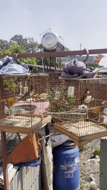 Chim chào. Mua bán Chim tại Huyện Nhơn Trạch Đồng Nai được đăng bởi  Nguyễn văn mẫn  hình 1