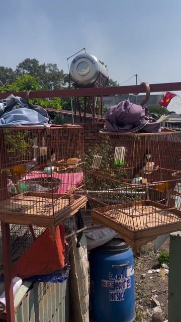 Chim chào. Mua bán Chim tại Huyện Nhơn Trạch Đồng Nai được đăng bởi  Nguyễn văn mẫn  hình 1
