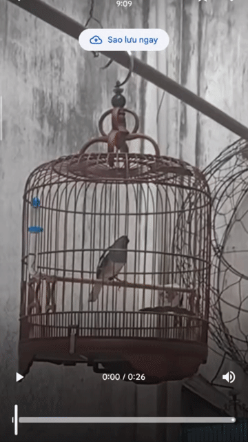 Chim chào mào mái non. Mua bán Chim tại Quận Bình Tân Tp Hồ Chí Minh được đăng bởi Người Lạ Ơi hình 1