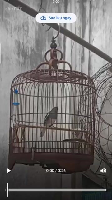 Chim chào mào mái non. Mua bán Chim tại Quận Bình Tân Tp Hồ Chí Minh được đăng bởi Người Lạ Ơi hình 1