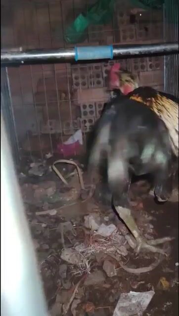Gà chọi Chuối 3.1kg Đực. Mua bán Gà tại Thành phố Biên Hòa Đồng Nai được đăng bởi Hiển Gà Đòn hình 1
