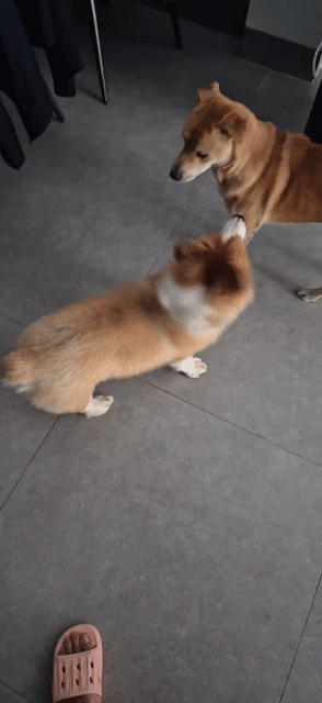 Chó Corgi đực lông dài đã triệt sản. Mua bán Chó tại Thành phố Thuận An Bình Dương được đăng bởi Nguyễn Tiến Tài hình 1