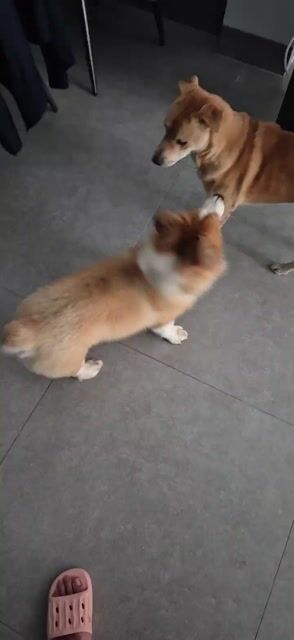 Chó Corgi đực lông dài đã triệt sản. Mua bán Chó tại Thành phố Thuận An Bình Dương được đăng bởi Nguyễn Tiến Tài hình 1