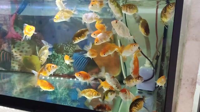 Cá cảnh Ranchu 2.5 ngón Trắng đỏ vàng. Mua bán Thú cưng khác tại Thành phố Nha Trang Khánh Hòa được đăng bởi A My hình 1