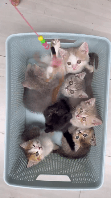 Mèo Anh lông ngắn cả hai màu. Mua bán Mèo tại Thành phố Thủ Đức Tp Hồ Chí Minh được đăng bởi Black hình 1