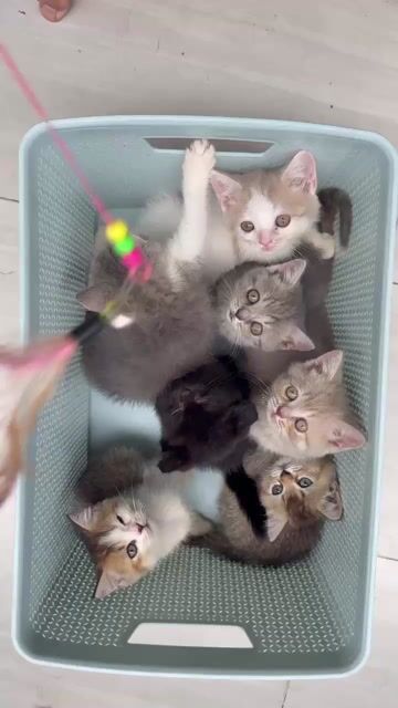 Mèo Anh lông ngắn cả hai màu. Mua bán Mèo tại Thành phố Thủ Đức Tp Hồ Chí Minh được đăng bởi Black hình 1