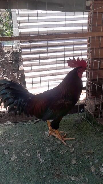 Gà chọi Điều 3.9kg Thái Đực. Mua bán Gà tại Huyện Định Quán Đồng Nai được đăng bởi Van kien Le hình 1