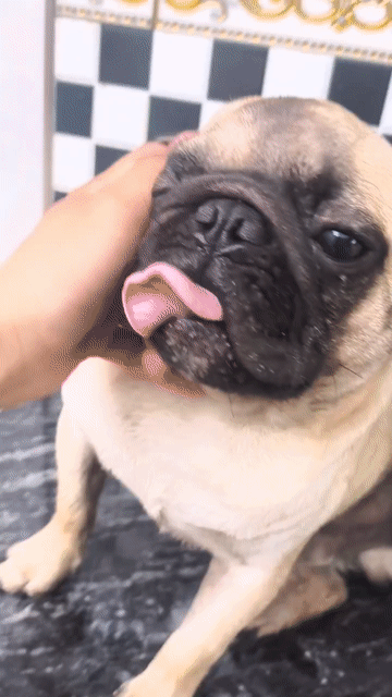 Chó Pug Đực Vàng Kem Trưởng Thành. Mua bán Chó tại Huyện Bình Chánh Tp Hồ Chí Minh được đăng bởi Tuấn Sea Eagle hình 1