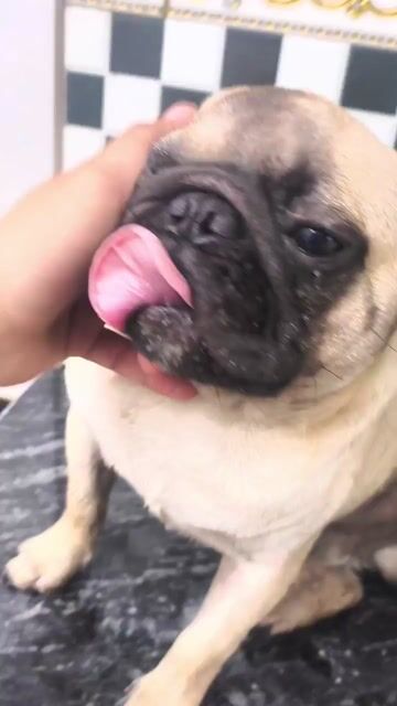 Chó Pug Đực Vàng Kem Trưởng Thành. Mua bán Chó tại Huyện Bình Chánh Tp Hồ Chí Minh được đăng bởi Tuấn Sea Eagle hình 1