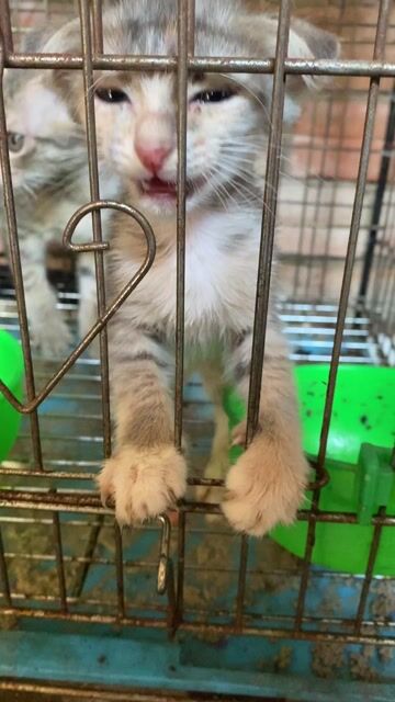 Mèo Anh lai tai cụp xám. Mua bán Mèo tại Huyện Bình Chánh Tp Hồ Chí Minh được đăng bởi Bách hoá Bird hình 1