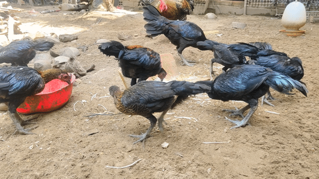 thanh lý 9 con gà Peru . Mua bán Gà tại Huyện Châu Thành Tiền Giang được đăng bởi quốc hòa hình 1