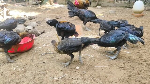 thanh lý 9 con gà Peru . Mua bán Gà tại Huyện Châu Thành Tiền Giang được đăng bởi quốc hòa hình 1