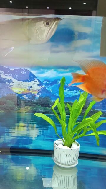 thanh lý  cá rồng dài 65 cm tặng thêm con hồng két. Mua bán Thú cưng khác tại Quận Nam Từ Liêm Hà Nội được đăng bởi Do  hieu hình 1