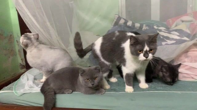 Mèo Silver tappy cái đã sinh sản. Mua bán Mèo tại Quận Hà Đông Hà Nội được đăng bởi Hồng Hạnh hình 1