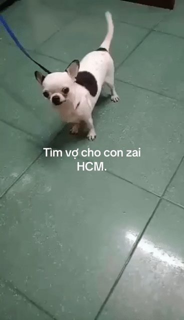 Chó Chihuahua đực phối giống. Mua bán Chó tại Quận Phú Nhuận Tp Hồ Chí Minh được đăng bởi Đỗ khắc tiếng hình 1