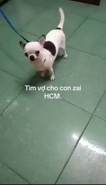 Chó Chihuahua đực phối giống. Mua bán Chó tại Quận Phú Nhuận Tp Hồ Chí Minh được đăng bởi Đỗ khắc tiếng hình 1