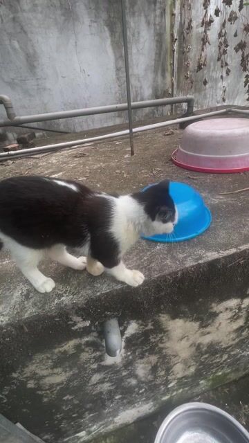 Mèo Tam thể 2kg. Mua bán Mèo tại Huyện Thanh Liêm Hà Nam được đăng bởi Nguyễn Đạt hình 1