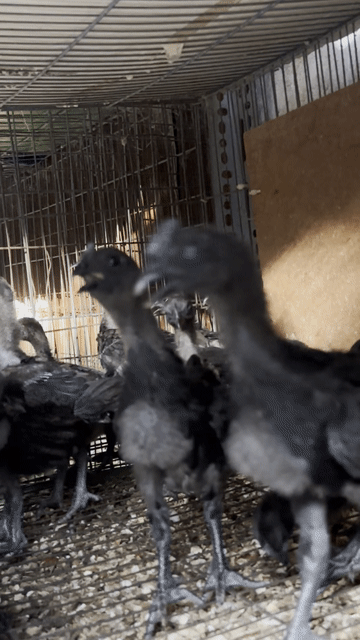 chán nuôi bán gà đen giá tốt. Mua bán Gà tại Thành phố Thủ Đức Tp Hồ Chí Minh được đăng bởi Gà Kì Lân Thủ Đức hình 1