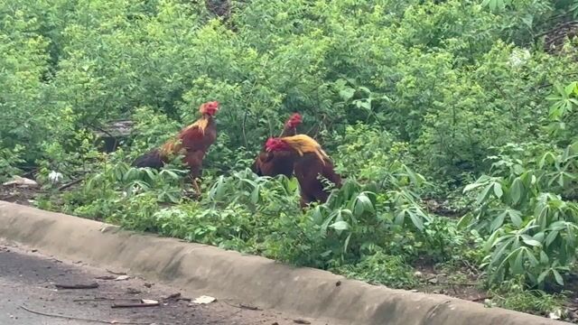 Khét chân xanh, mồng chỉ thiên. Mua bán Gà tại Quận 8 Tp Hồ Chí Minh được đăng bởi Lam minh tam hình 1