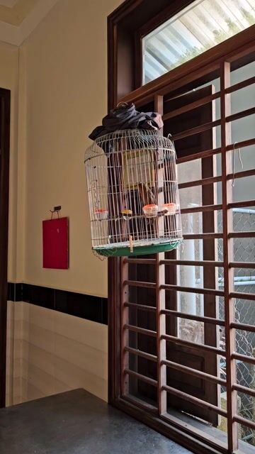 Chim cảnh màu Nâu. Mua bán Chim tại Huyện Phú Vang Thừa Thiên Huế được đăng bởi minh tuan hình 1