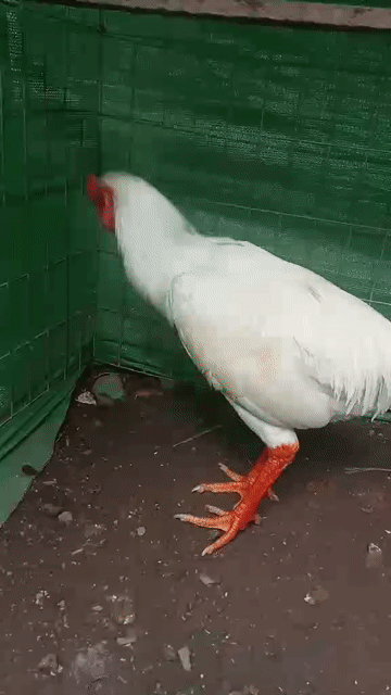 Gà chọi Đực 3.6kg Đỏ đen. Mua bán Gà tại Huyện Càng Long Trà Vinh được đăng bởi Quốc cường hình 1