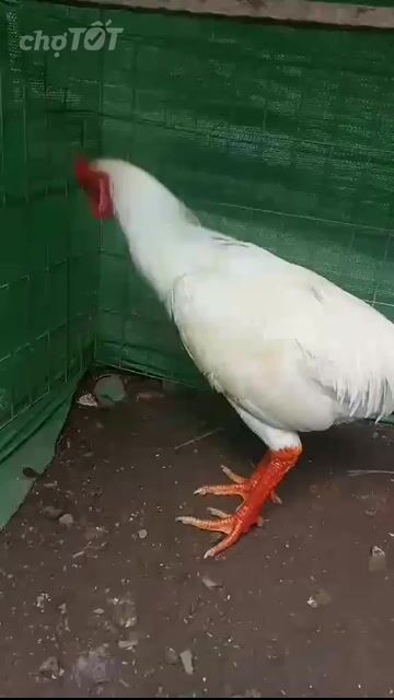 Gà chọi Đực 3.6kg Đỏ đen. Mua bán Gà tại Huyện Càng Long Trà Vinh được đăng bởi Quốc cường hình 1