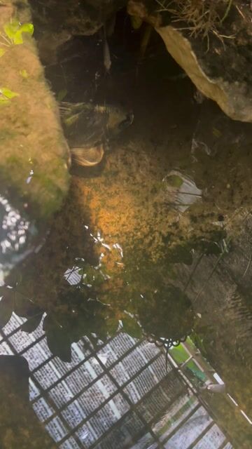 Cá chép sư tử Đồng 24-25cm. Mua bán Thú cưng khác tại Thành phố Thủ Đức Tp Hồ Chí Minh được đăng bởi Nguyễn Thành Long hình 1