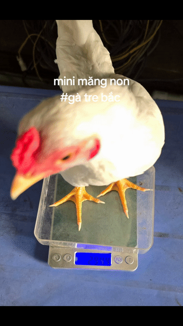 Gà tre bắc. Mua bán Gà tại Huyện Nhơn Trạch Đồng Nai được đăng bởi Phương hình 1