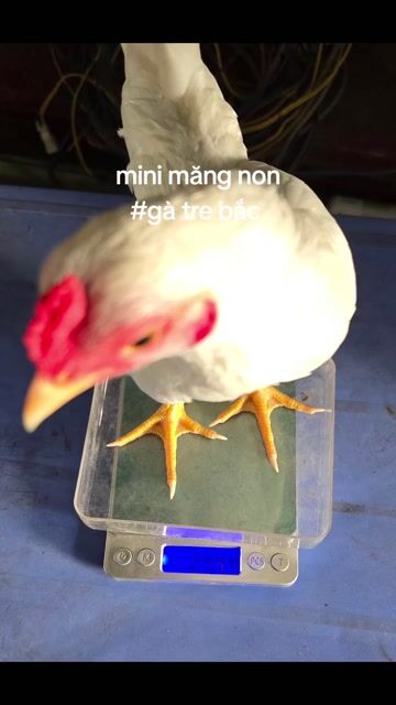 Gà tre bắc. Mua bán Gà tại Huyện Nhơn Trạch Đồng Nai được đăng bởi Phương hình 1