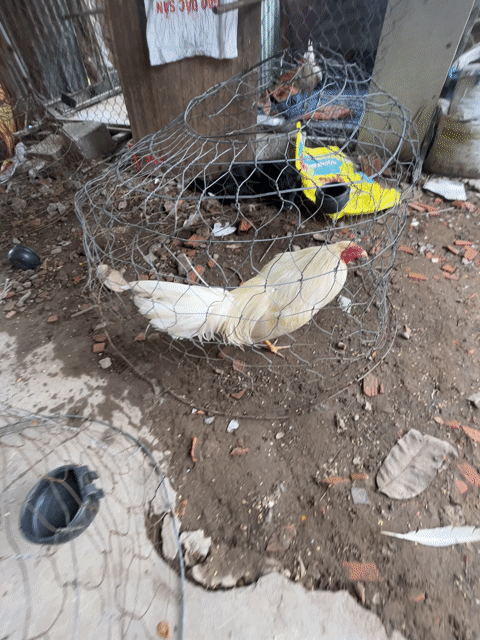 Gà chọi Trắng Đực. Mua bán Gà tại Quận Ninh Kiều Cần Thơ được đăng bởi Nguyen Trung Hieu hình 1