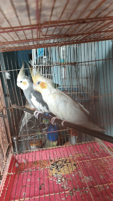 Chim Cockatiel Lutino, Xám Khỏe mạnh. Mua bán Chim tại Huyện Hóc Môn Tp Hồ Chí Minh được đăng bởi Hiển Lê hình 1